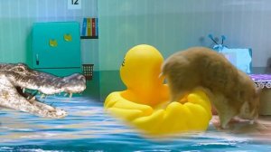 Хомяк осваивает красочную магию крокодилов в игре Maze Hamster Stories