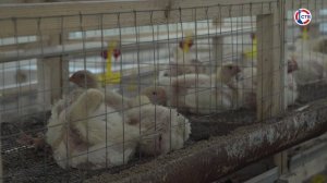 В Севастополе домашнюю птицу прививают от болезни Ньюкасла