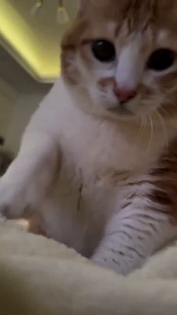 Внимание! Сейчас вас замурчит и нажмякает кот, чтобы вам стало хорошо🥰