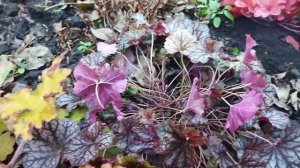 Как осенью готовила гейхеры к зимовке