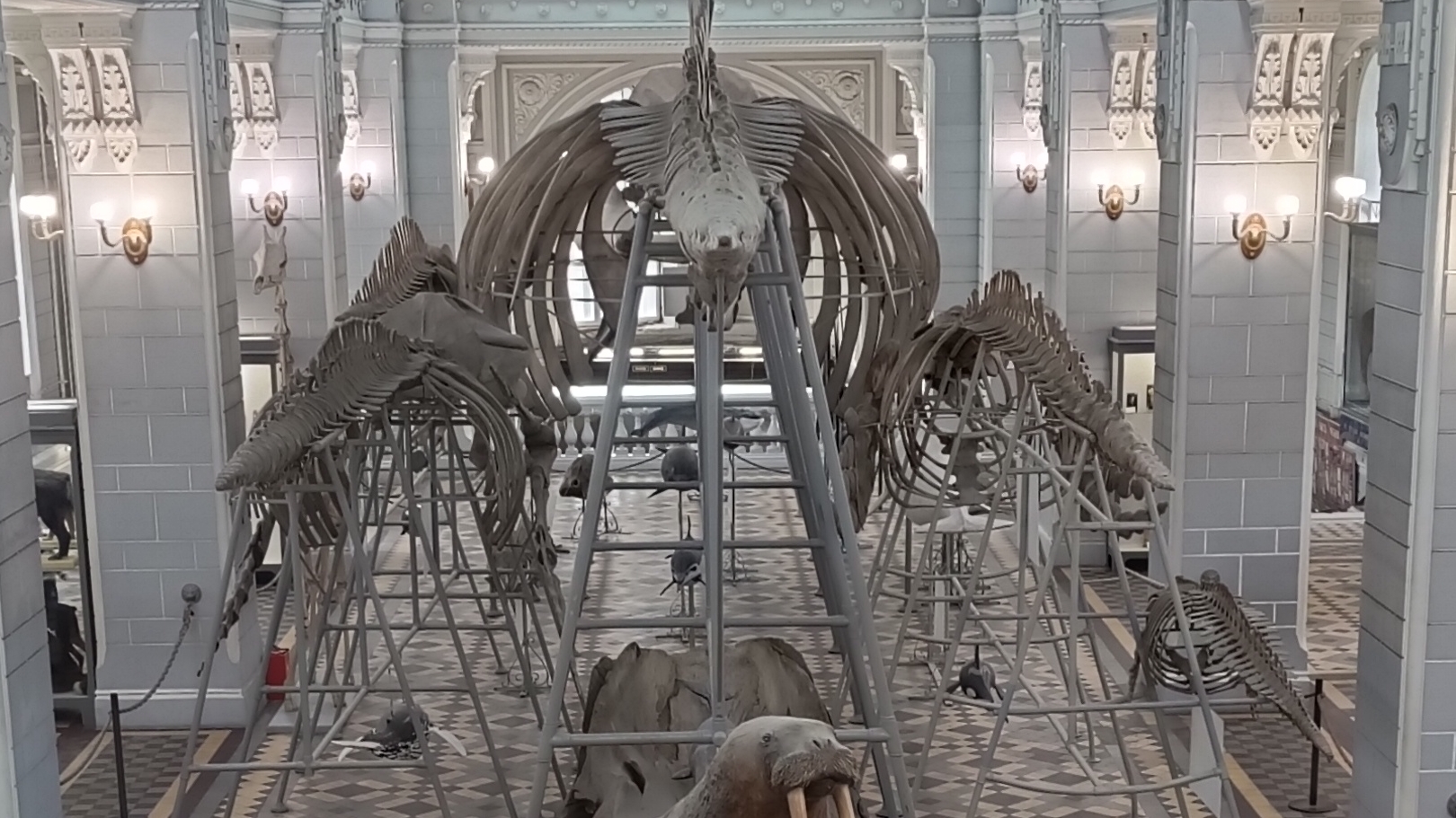 Зоологический музей. г. Санкт-Петербург