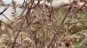 «По Уссурийскому краю». В море травы на берегах озера.