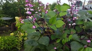 Цветет Долихос ( гиацинтовые бобы).