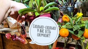 Обзор растений, которые привезла из Москвы к 8 марта. Егор получил подарочки от Ирины