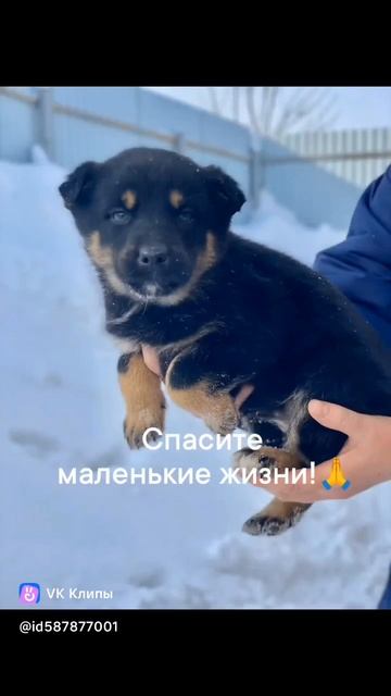 Щенки в приюте 🆘