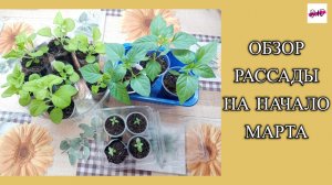 ОБЗОР МОЕЙ РАССАДЫ НА НАЧАЛО МАРТА 2026 ГОДА.