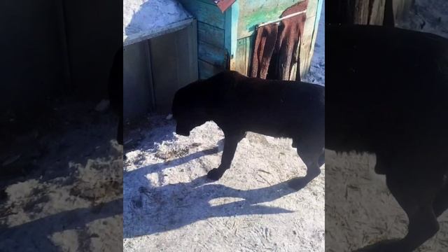 02.03.2026г Приют