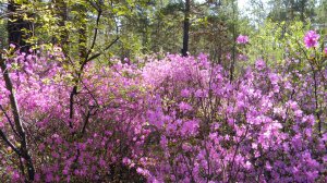 " ВРЕМЕНА  ГОДА "  П. И.   Чайковский.