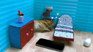 Хомячок, пожалуйста, вернись домой! Забавный мультфильм о домашних животных «Истории про хомячков»