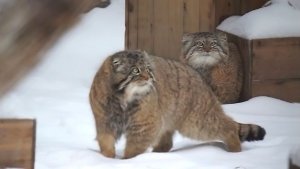 Манул Ачи сбежал от Лоло к Снежане, а сам поглядывает на соседку Снежинку.