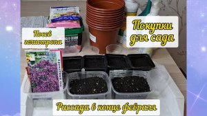 Посев гелиотропа и томатов гномов. Покупки для сада и огорода. Обзор рассады в конце февраля 2026 г.