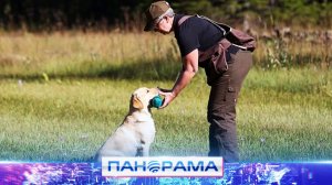 Победа за 90 секунд: апорт, рывок, возврат — Мариупольские соревнования четвероногих спортсменов