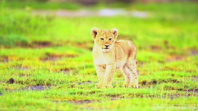 #Коран#АльБакъара#СамыеКрасивыеМеста#Relaxation##Islam#Quran#AlBaqarah'#Minshawiy #4кВидео#27часть#