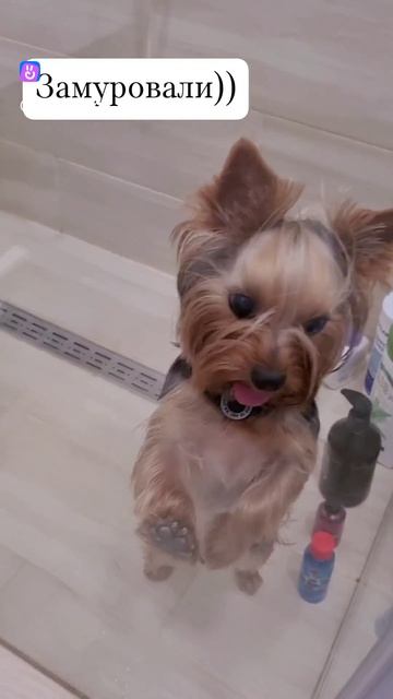 Замуровали