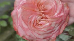 Розы разных сортов в палисаднике