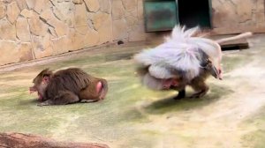 РИТУАЛЬНЫЕ  ТАНЦЫ  ЕЛИСЕЯ! Агрессия? Запугивание? ПОМЕШАТЕЛЬСТВО? Вертелось всё от хвоста до носа!