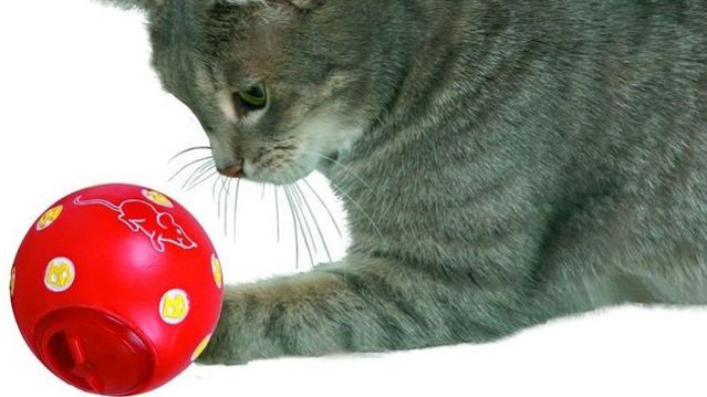 Какие игрушки любят кошки