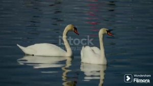 The Swan (Лебедь) & Brooklyn Duo & Harmonica Tombo Unichromatic