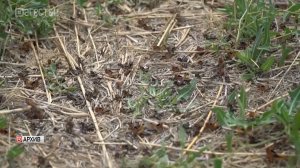 Северные районы Дагестана проверят на наличие саранчи