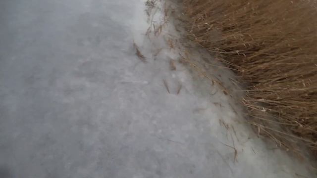 Раздача щуки после запрета! Нашёл на меляках в зарослях камыша!