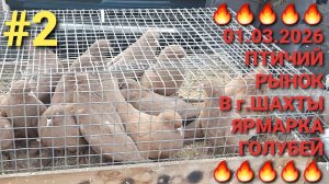 🔥🔥🔥 01.03.26 Птичий рынок в г.Шахты. Сборная ярмарка голубей. Часть 2. Pigeons Fair. Bird Market.