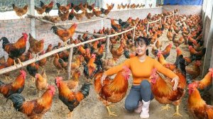Покупаю много цыплят-каплунов у фермера и потом продаю на рынке. Фуонг. Вьетнам