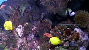 Океанариум в Барселоне.