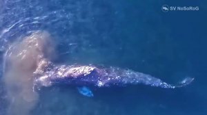 Как на дне необычным способом добывают пищу Серые киты (Gray whale) — Eschrichtius robustus ?