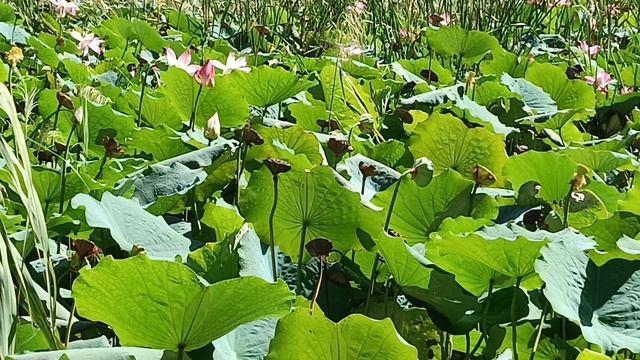 Цветущие лотосы!