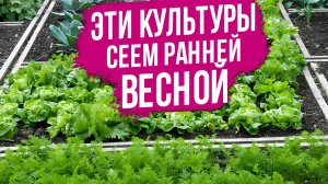 Самая РАННЯЯ зелень в теплице! Открываем сезон 2026!