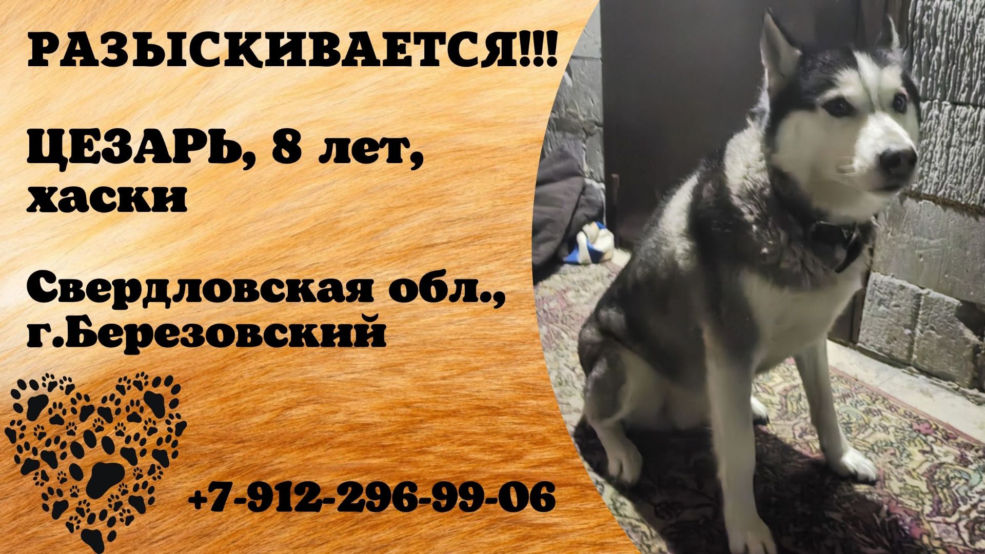 Пропала собака! ЦЕЗАРЬ. Хаски. 8 лет. Свердловская обл, г. Берёзовский
