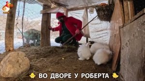Содержание кур в домашних условиях и других птиц во дворе у Роберта 🐣🐤🦆🐔🪿🦃 (435)