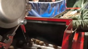 семена картофеля