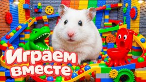 ХОМЯК ВЫБИРАЕТСЯ ИЗ СЕКРЕТНОЙ ХОМЯЧЕЙ ТЮРЬМЫ ! Помогаем выбраться из лабиринта🏆 №1