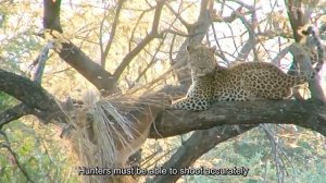 Дикие Кабаны и Леопарды.