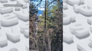 В Республике Алтай участились случаи браконьерства на краснокнижную кабаргу