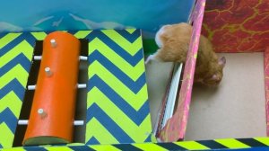 Спасите гоночный автомобиль Spider с колесом в виде арбуза из «Истории хомяка»