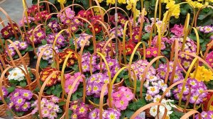 Комнатные растения🌿❤️Обзор цветочного отдела ТЦ"Оранжевый" г. Саратова🌹🌿🌹🌿🌹