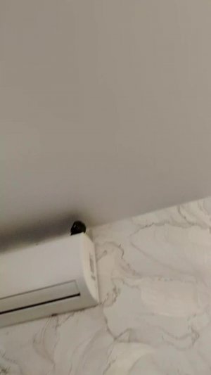 птички синички