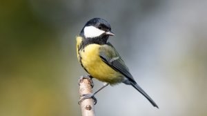 Волшебное пение синички. Пение весёлой лесной птицы