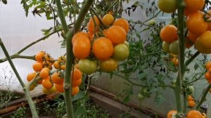 Помидоры Сербская Тыквочка Бундивиче - Bundevice Tomato