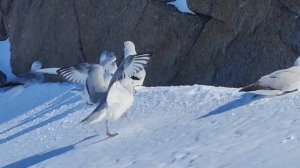 Антарктический глупыш.