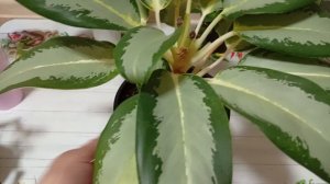 Комнатные растения/цветы. Мартовский цветочный микс. Аглаонемы, монстеры...