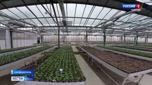 В Симферопольских теплицах подготовили более 20 тысяч виол, маргариток и незабудок