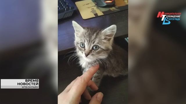 В честь Дня кошек сотрудники Муниципального телевидения Волгограда рассказали о своих усатых