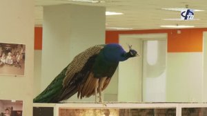 В Фурманове работает контактный зоопарк «Звериное царство»