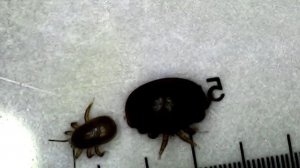 Тропи на сотах