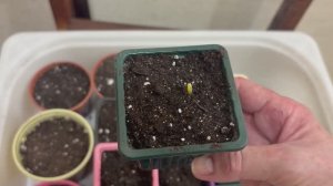 Появились первые петельки сладкого перца.