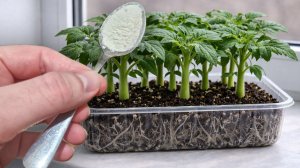 1 Ложка и рассада толстеет на глазах, из чахлой в мощную за пару дней!