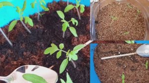 Проблема длинной рассады!